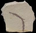 Metasequoia (Dawn Redwood) Fossil - Montana #41462-1